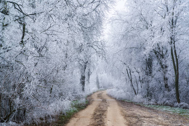 istock Dirt roar in the winter forest, hoarfrost on the trees 1273457822