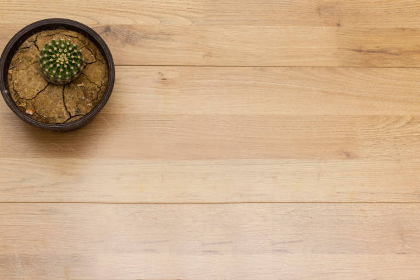 istock potted globe cactus isolated on wood table 1273458517