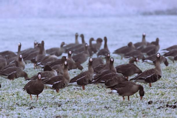 istock Greater white-fronted goose - Anser albifrons on a winter meadow 1273458861