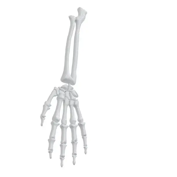 Photo of Hand bone skeleton isolated on white background. Wrist anatomy skeleton of human. 3d render. clipping part.