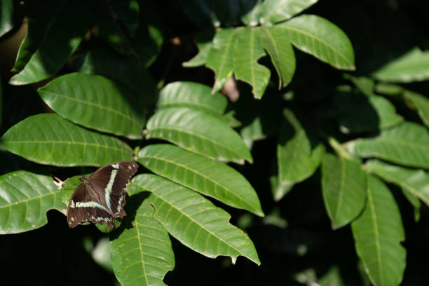 istock Butterflies On Green Foliage 1273461301