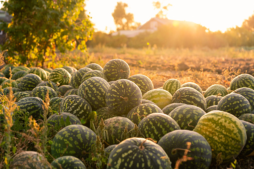 A pile of watermelons in the field at sunset.