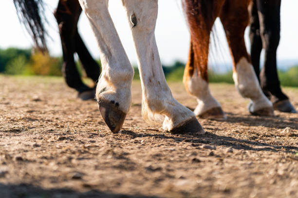 Close-up of a horse's hind legs and hooves in resting position on a horse pasture (paddock) at sunset. Typical leg position for horses. Concepts of rest, relaxation and well-being. Background blur. primer plano de las patas traseras y pezuñas de un caballo en posición de reposo en un pasto de caballo (paddock) al atardecer. posición típica de las piernas para caballos. conceptos de descanso, relajación y bienestar. desenfoque de fondo.