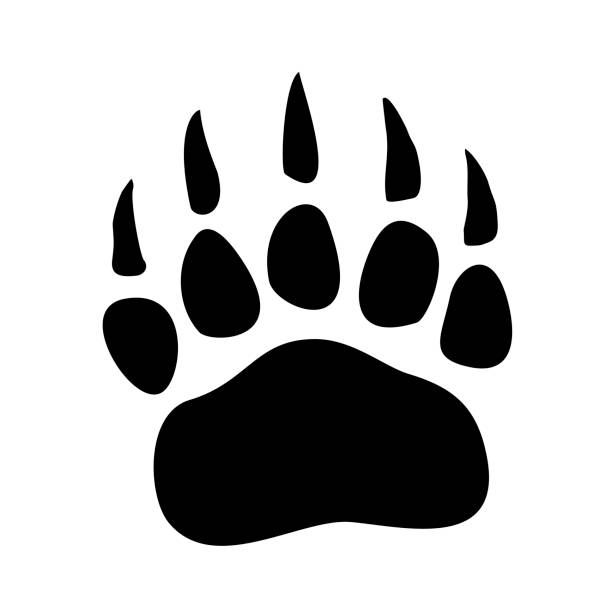 ilustraciones, imágenes clip art, dibujos animados e iconos de stock de icono de impresión de pata de oso aislado sobre fondo blanco. símbolo de huella animal, ilustración vectorial - oso grizzly