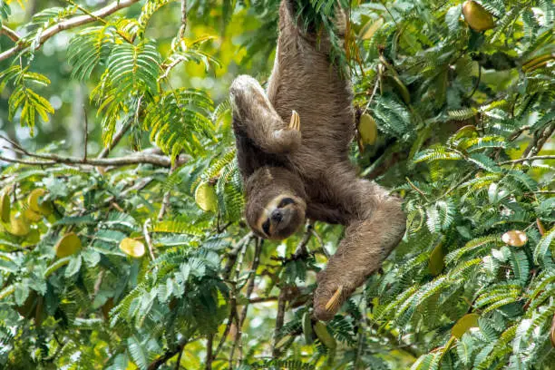 A Sloth hanging upside down from a branch right above the water. carefully planing his next move. Eyes closed.