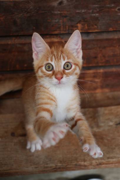 a funny small redhaired kitten is standing on a plank and jumping to the camera