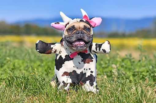 Feliz perro Bulldog francés que lleva un divertido traje de vaca de Halloween de cuerpo completo con armas falsas, cuernos, orejas y cinta photo