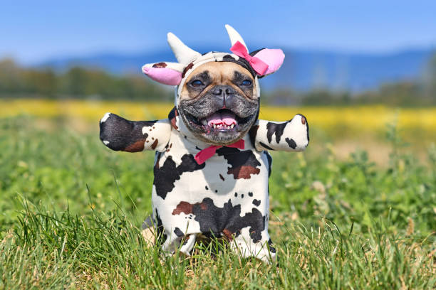 feliz perro bulldog francés que lleva un divertido traje de vaca de halloween de cuerpo completo con armas falsas, cuernos, orejas y cinta - pet clothing fotografías e imágenes de stock