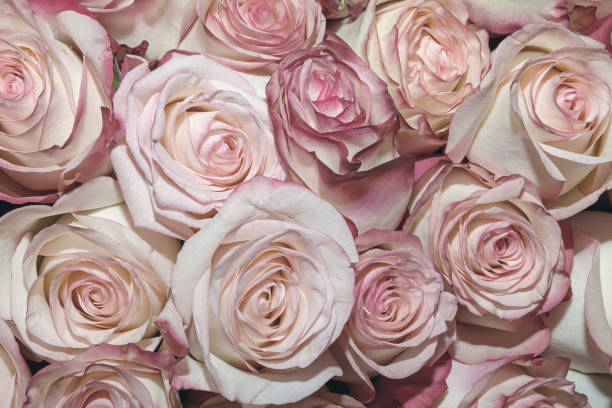 istock Background of beautiful flowers. Close up. Panorama. 1273464663