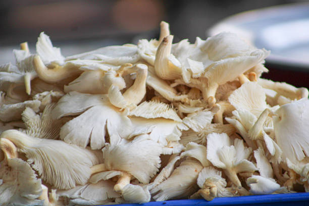 istock White  edible mushrooms piled up for sale 1273465456