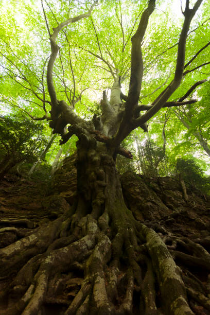 istock Los Ports natural park 1273465623