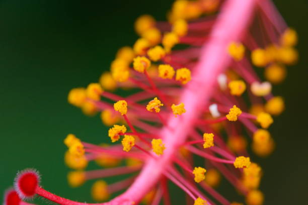 Macro Photograph of a hibiscus pistil & stamens