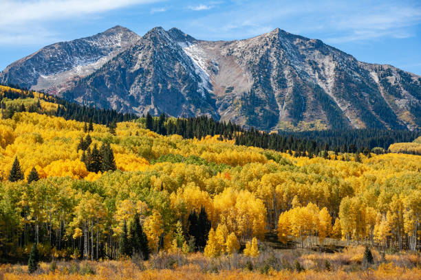 Kebler Pass. Golden Leaves of Aspen Trees in the Beautiful Rocky Mountains of Colorado.