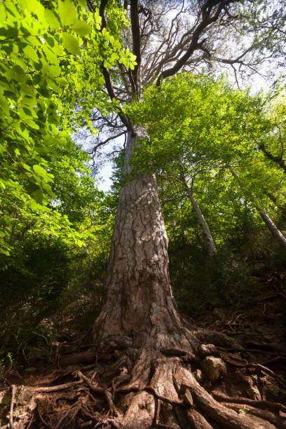 istock Los Ports natural park 1273465644