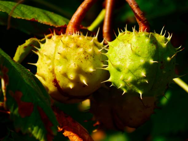 istock Fruits of conker tree in autumn. 1273465839