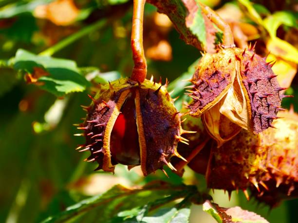 istock Fruits of conker tree in autumn. 1273465844