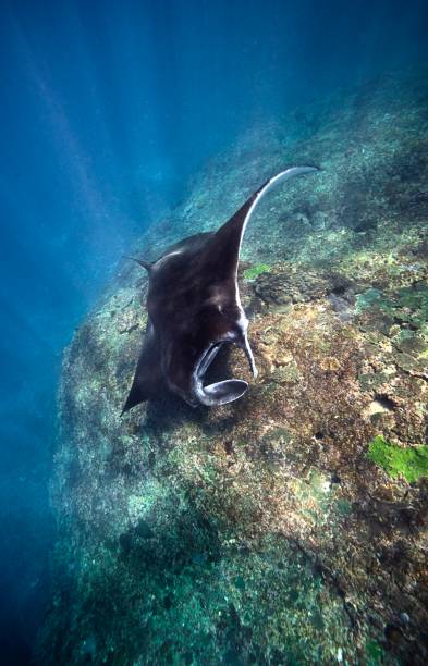 istock Amazing manta is swimming 1273465937