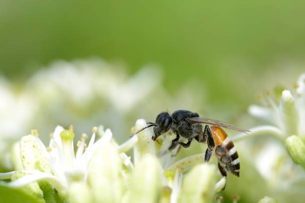 istock A honeybee feeding on a sweet neem flower 1273466861