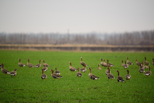 Greater White-fronted goose - Anser albifrons frontalis in the spring sowing