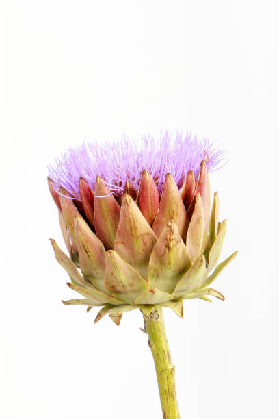 istock Single artichoke flower on white backdrop, greeting card concept, selective focus 1273467692