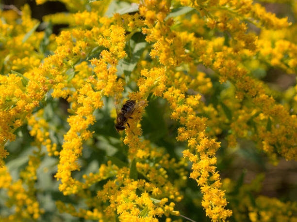 istock hoverfly on a branch of goldenrod 1273469559