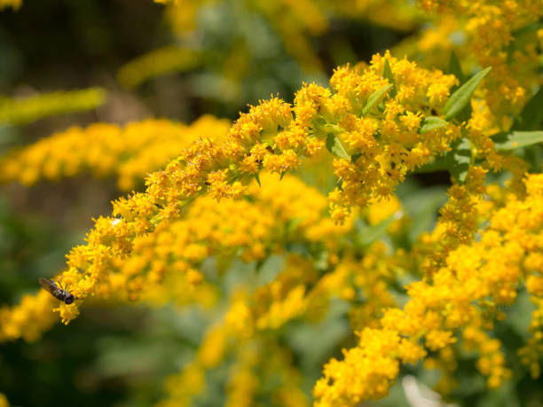 istock blooming goldenrod close up 1273469562
