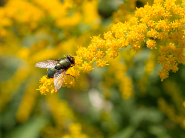 istock fly on goldenrod closeup 1273469563