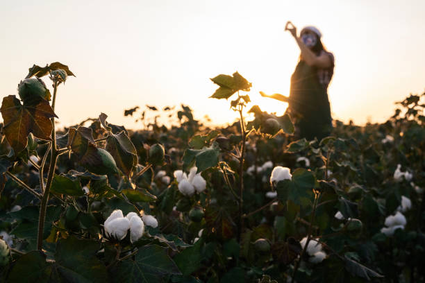 istock Cotton picking season. Young farmer woman wearing protective face mask while working during COVID-19 pandemic. Evaluating crop before harvest in the blooming cotton field, under a golden sunset light. 1273470490