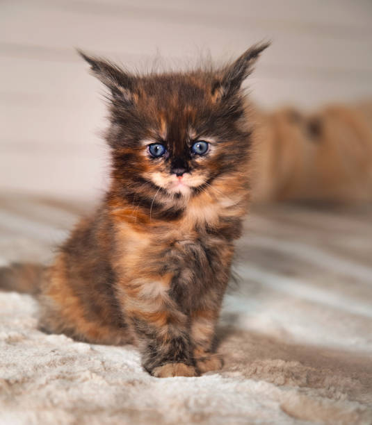 istock Beautiful fluffy multi colored black maine coon baby kitten looking up her curios blue eyes. Closeup 1273470565
