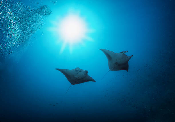 istock Two Manta Rays in the deep, blue sea 1273471487