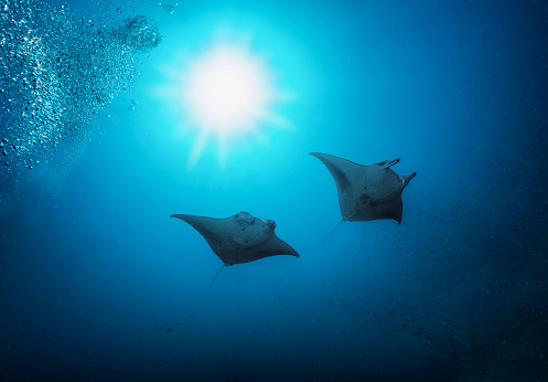 Two Manta Rays in the deep, blue sea crossing the sunlight in the Indian Ocean, Maldives