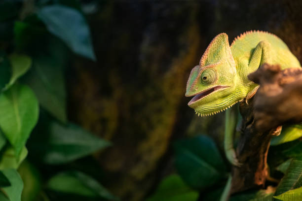 istock Cute chameleon with its mouth open sits on branch 1273471528