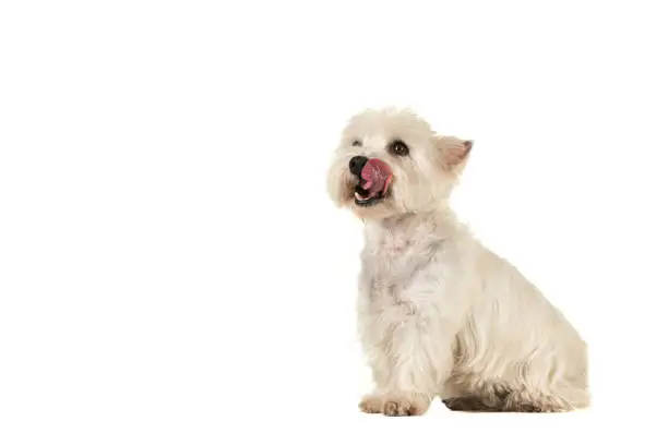 West highland white terrier also know as Westie, sitting looking up and licking its beak isolated on a white background