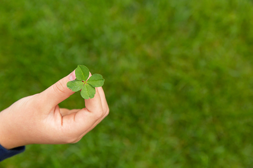 Close-up of a child's hand holding a freshly picked four leaf clover.