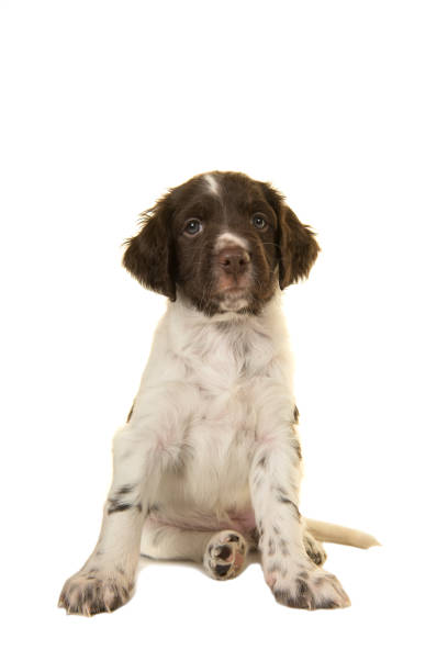 sentado bonito cachorrinho munsterlander cachorrinho olhando para a câmera em um fundo branco - small munsterlander - fotografias e filmes do acervo