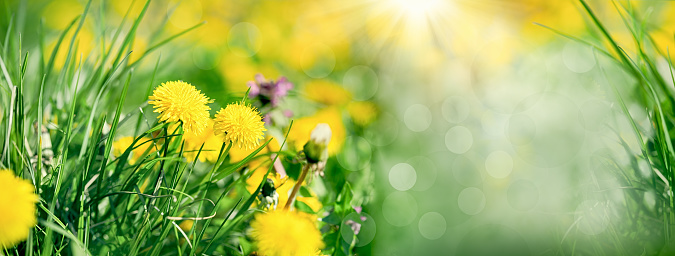 Dandelion flower, flowering spring flower in meadow lit by sun rays, beatiful nature in spring