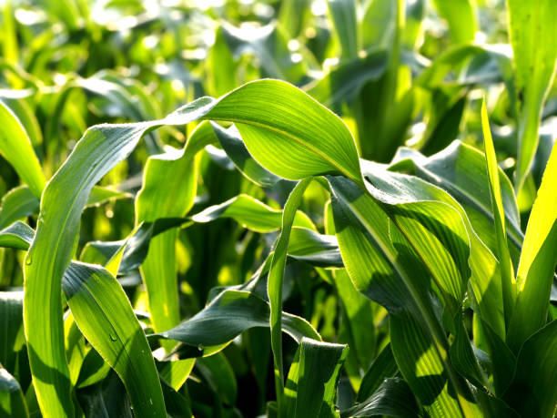 istock Corn leaves in the morning sun 1273475068