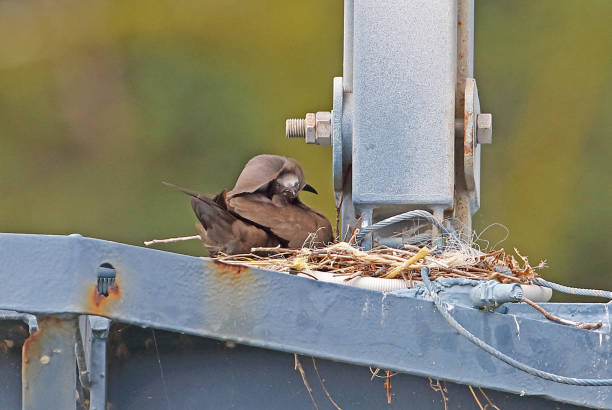 Brown Noddy Brown Noddy (Anous stolidus pileatus) adult with chick at nest on crane gantry"n"nChristmas Island, Australia        July brown noddy stock pictures, royalty-free photos & images
