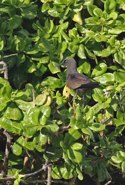 Brown Noddy Brown Noddy (Anous stolidus pileatus) adult perched in mangrove"n"nChristmas Island, Australia        July brown noddy stock pictures, royalty-free photos & images