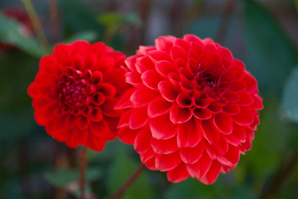 istock Red dahlia's in full bloom 1273475704