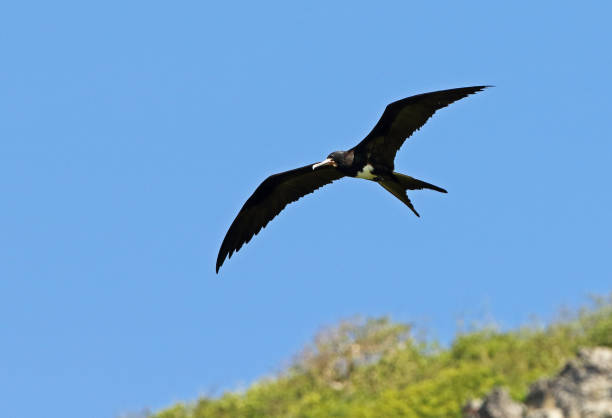 istock christmas Frigatebird 1273476704