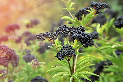 Forest black elderberry, shrub with berries image