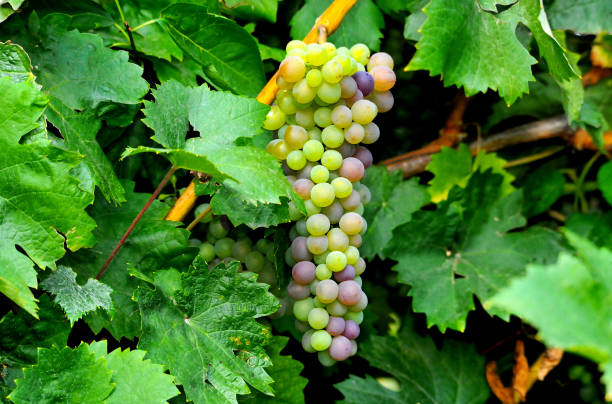 istock grape ripening in middle of september 1273476714