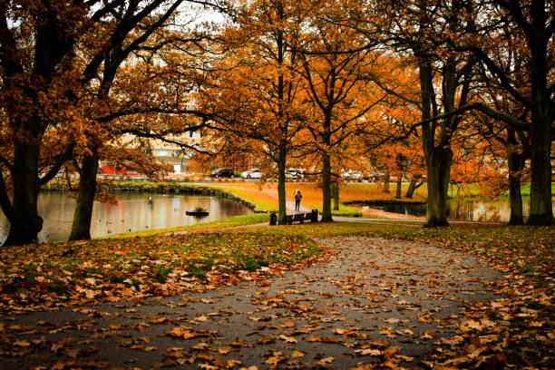 The university park of Aarhus during Autumn with leaves on the ground