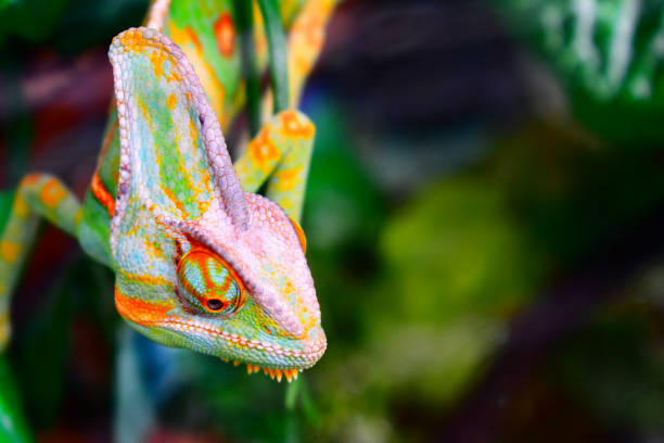 istock Chameleon showing its beautiful colors to us 1273477190