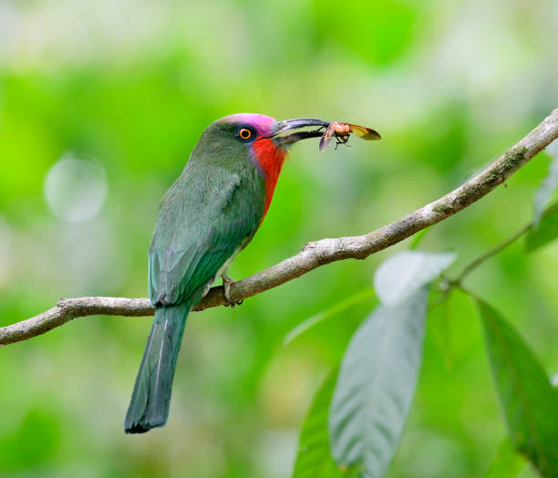 Best color of Red-bearded Bee-eater carrying insect for its chicks in the nest, Nyctyornis amictus, bird of Thailand Best color of Red-bearded Bee-eater carrying insect for its chicks in the nest, Nyctyornis amictus, bird of Thailand red bearded bee eater nyctyornis amictus stock pictures, royalty-free photos & images