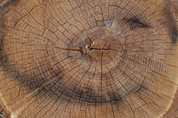 istock texture of wood, background 1273480599