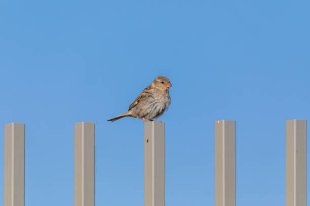 istock Single female sparrow on fence at morning 1273480692