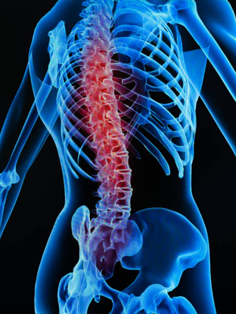 salute della colonna vertebrale umana - thoracic cavity foto e immagini stock
