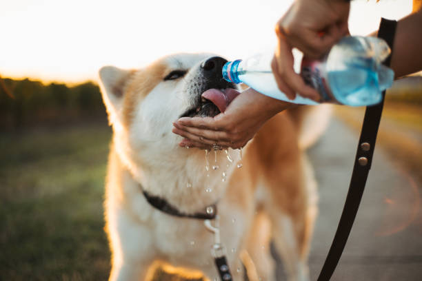 istock Beautiful girl with a beautiful dog 1273481649